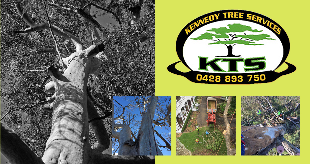 Tree Service Ipswich Kennedy Tree Services